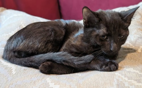 NANI THAYER - NEEDS A YOUNG CAT BUDDY - Domestic Short Hair available for adoption