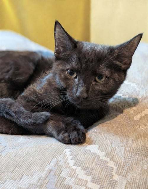 NANI THAYER - NEEDS A YOUNG CAT BUDDY - Domestic Short Hair for adoption in Worcester