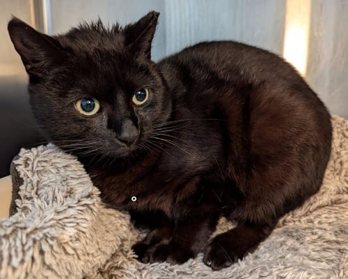 ONYX CHROME - Domestic Short Hair available for adoption