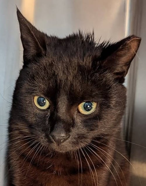 ONYX CHROME - Domestic Short Hair for adoption in Worcester