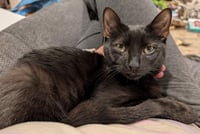 Stitch Thayer - must have a young cat buddy - Photo 4
