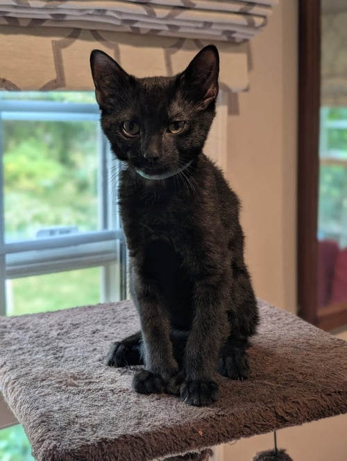 STITCH THAYER - MUST HAVE A YOUNG CAT BUDDY - Domestic Short Hair available for adoption