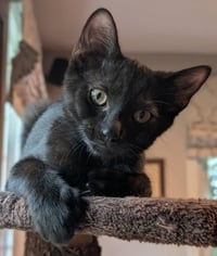 Stitch Thayer - must have a young cat buddy - Photo 3