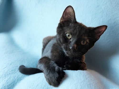 STITCH THAYER - MUST HAVE A YOUNG CAT BUDDY - Domestic Short Hair for adoption in Worcester