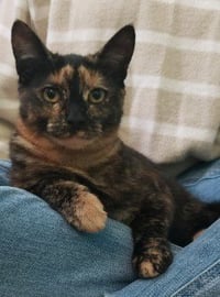 Lightning Whitten (must adopt with Bolt) - Photo 2