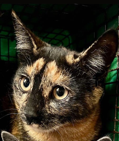 LIGHTNING WHITTEN (MUST ADOPT WITH BOLT) - Tortoiseshell available for adoption