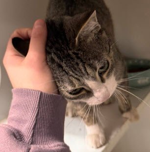 CASSIDY ENDICOTT - Domestic Short Hair available for adoption