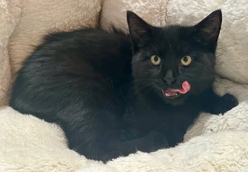 BENTLEY STANTON - Domestic Short Hair available for adoption