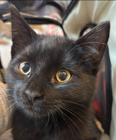 BENTLEY STANTON - Domestic Short Hair for adoption in Worcester