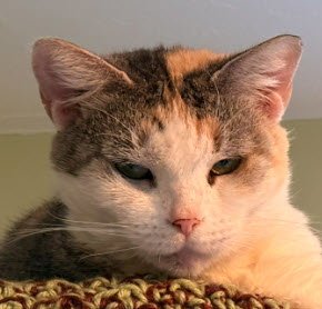 SPICE BURG - Domestic Short Hair available for adoption