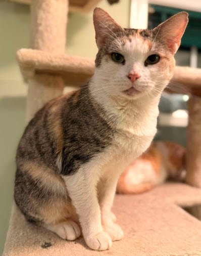 SPICE BURG - Domestic Short Hair available for adoption