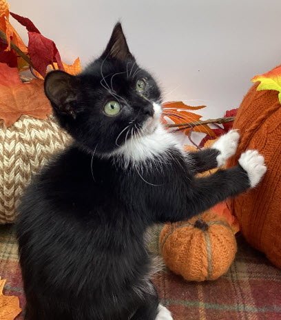 CORMAC GREENHILL - Domestic Short Hair available for adoption