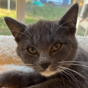 MASERATI STANTON - Domestic Short Hair for adoption in Worcester