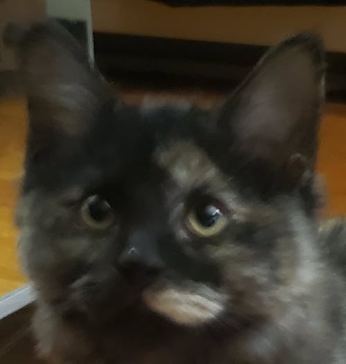 APHRODITE FARM - Domestic Long Hair for adoption in Worcester