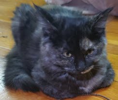 APHRODITE FARM - Domestic Long Hair available for adoption
