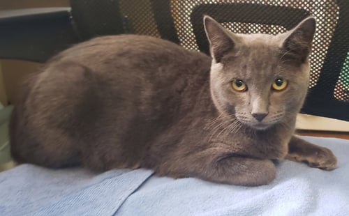 BOLT WHITTEN (MUST ADOPT WITH LIGHTNING) - Domestic Short Hair available for adoption