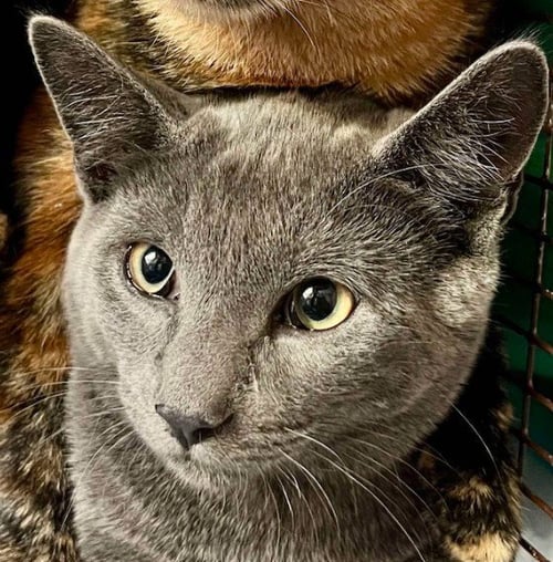 BOLT WHITTEN (MUST ADOPT WITH LIGHTNING) - Domestic Short Hair available for adoption