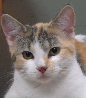CALI BURG - Domestic Short Hair for adoption in Worcester