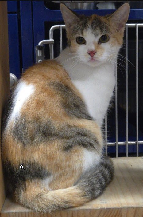 CALI BURG - Domestic Short Hair available for adoption