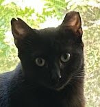 ELVIRA BEACON - MUST ADOPT WITH SCRAPS - Domestic Short Hair for adoption in Worcester