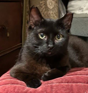 ELVIRA BEACON - MUST ADOPT WITH SCRAPS - Domestic Short Hair available for adoption