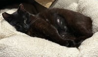 Elvira Beacon - must adopt with Scraps - Photo 3