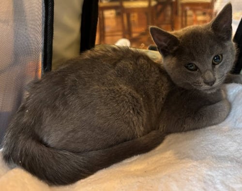 LOTUS STANTON - Domestic Short Hair available for adoption