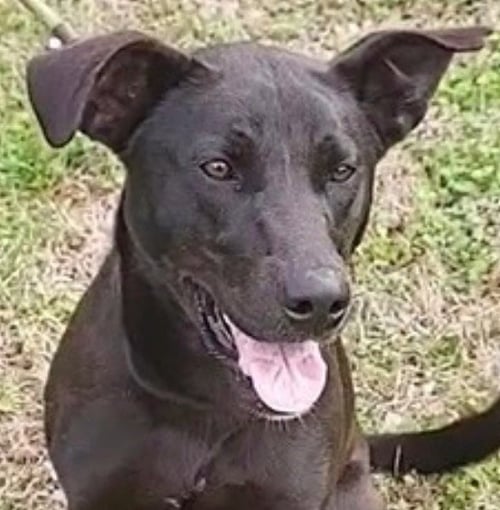 ELLIE - Labrador Retriever / Shepherd available for adoption