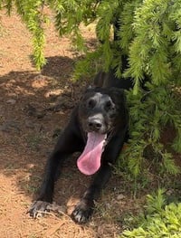 Ellie - Photo 2