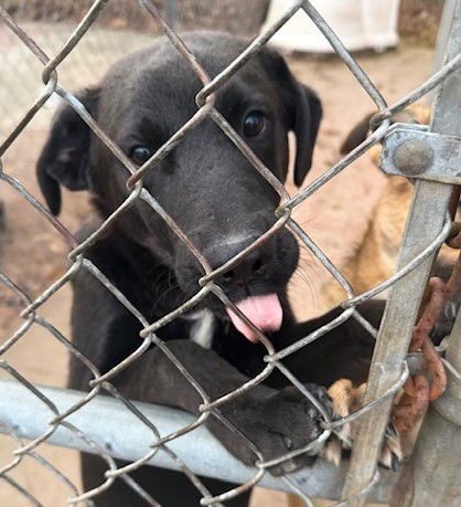 MEEKO - Belgian Shepherd Malinois available for adoption