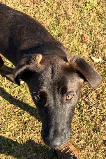 MEEKO - Belgian Shepherd Malinois available for adoption