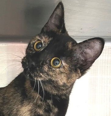 SUNISA - Tortoiseshell available for adoption