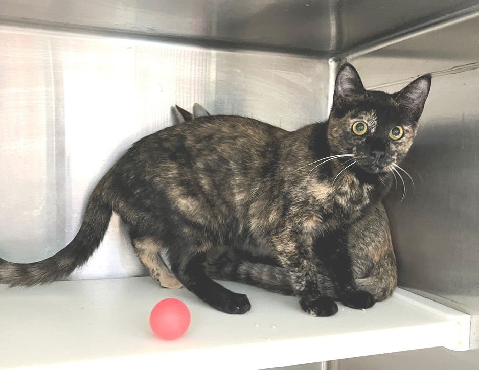 SUNISA - Tortoiseshell available for adoption