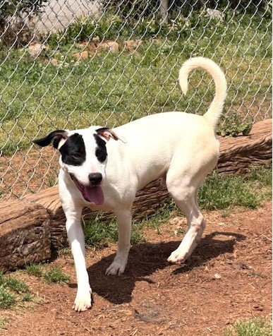BOURBON - Hound / Labrador Retriever available for adoption
