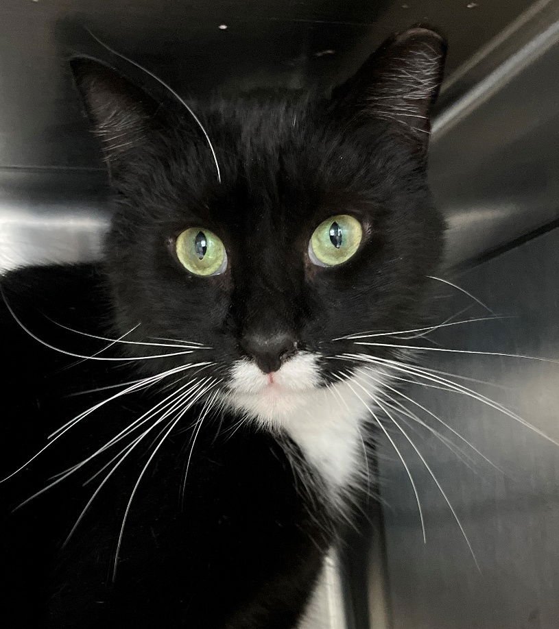 KOLE - Domestic Short Hair available for adoption