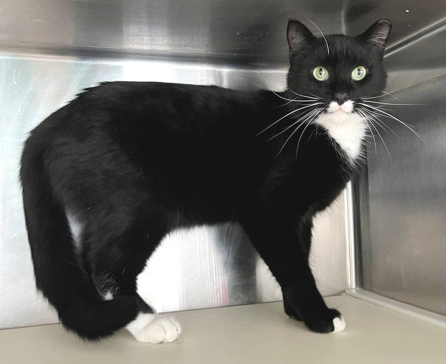 KOLE - Domestic Short Hair available for adoption