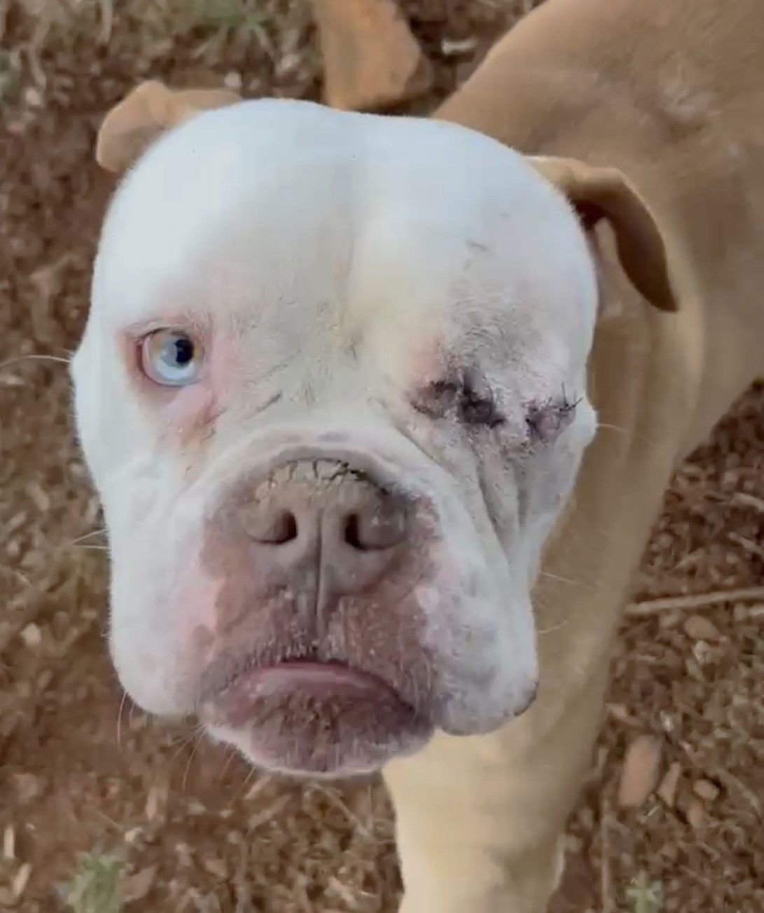 TYSON - Boxer available for adoption