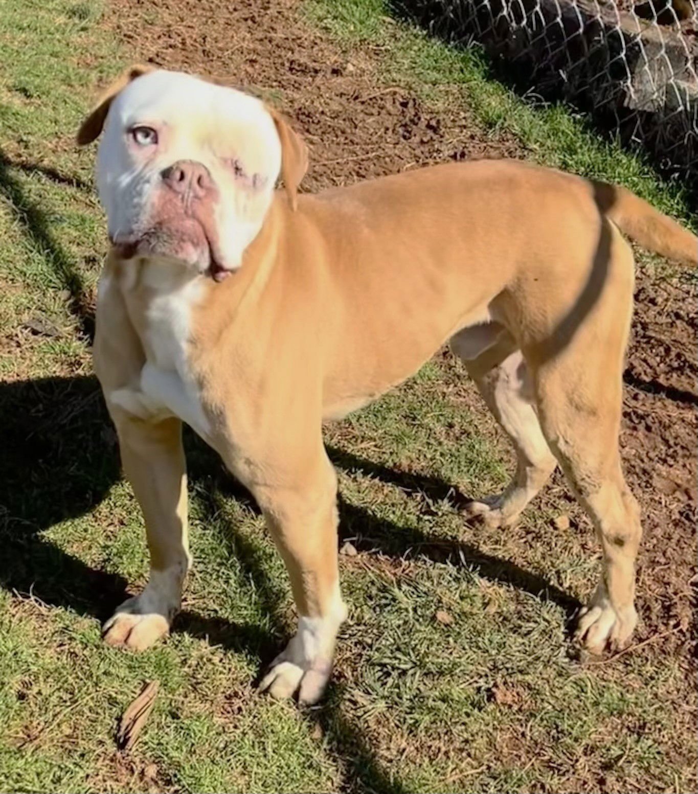 TYSON - Boxer available for adoption