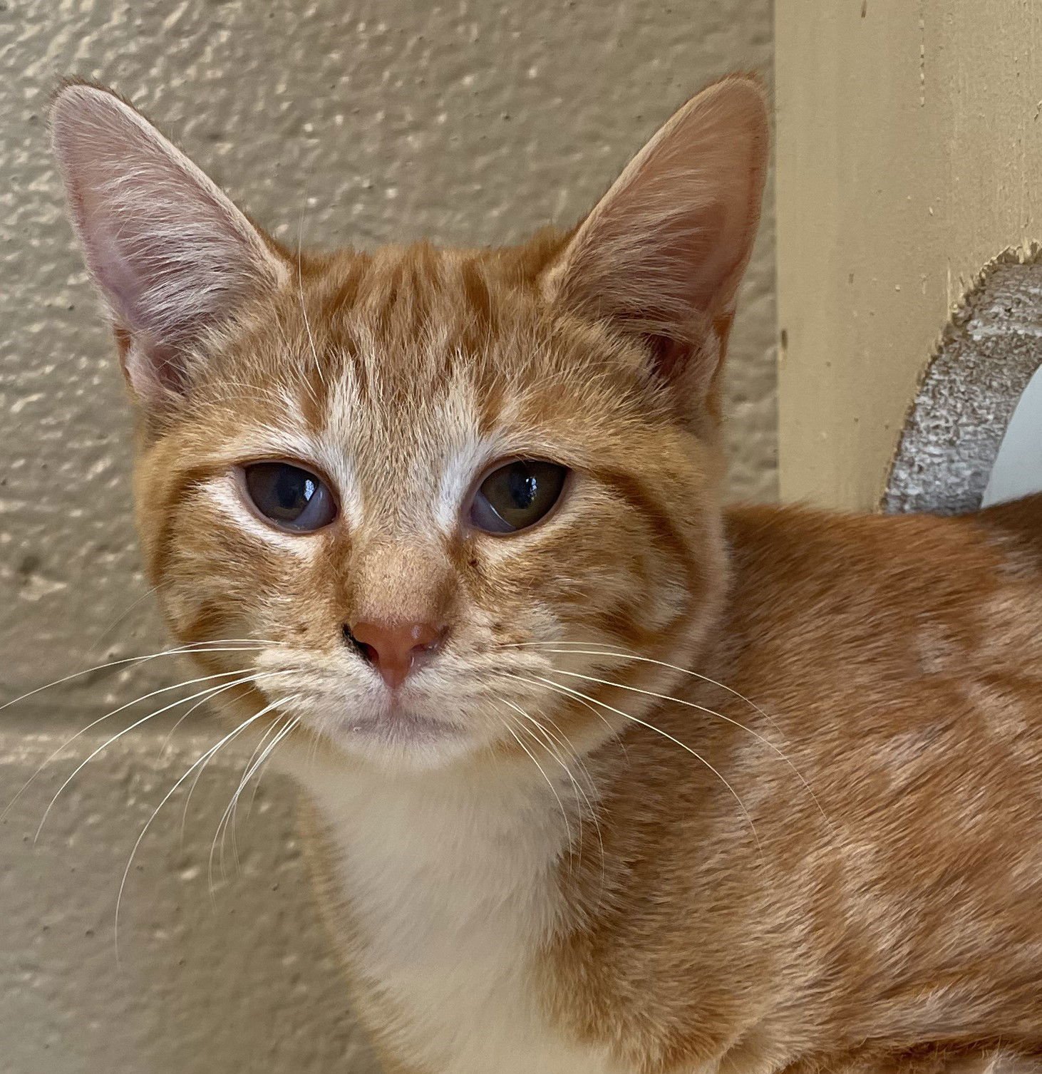 AUTUMN - Tabby available for adoption