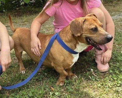 LEVI - Basset Hound / Pit Bull Terrier available for adoption