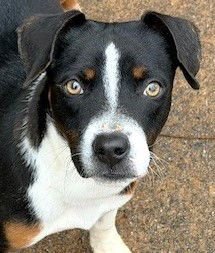 RIBLET - Bulldog available for adoption