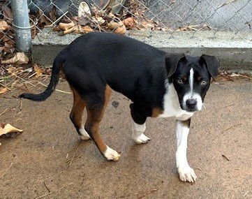 RIBLET - Bulldog available for adoption