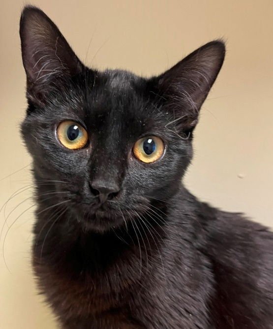 BUDDY - Domestic Short Hair available for adoption