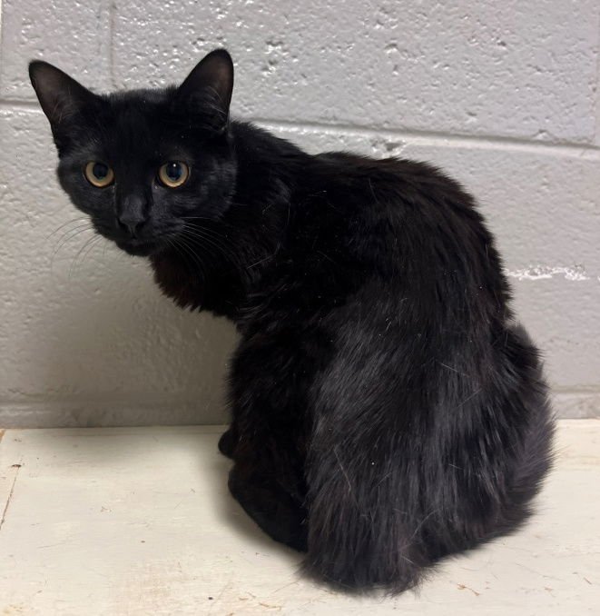 BUDDY - Domestic Short Hair available for adoption