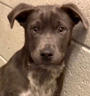 GARBANZO - Australian Cattle Dog/Blue Heeler available for adoption