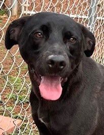 DESMOND - Labrador Retriever available for adoption