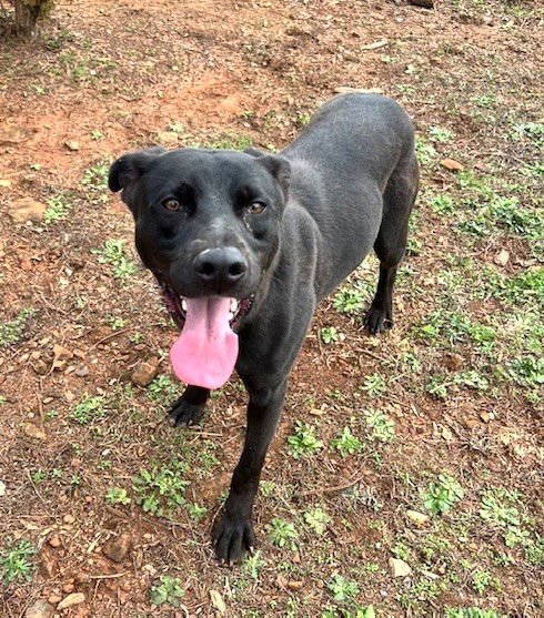 DESMOND - Labrador Retriever available for adoption