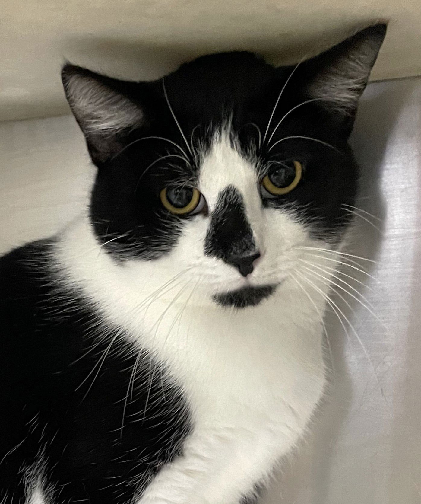 JASON VOORHEES - Domestic Short Hair available for adoption