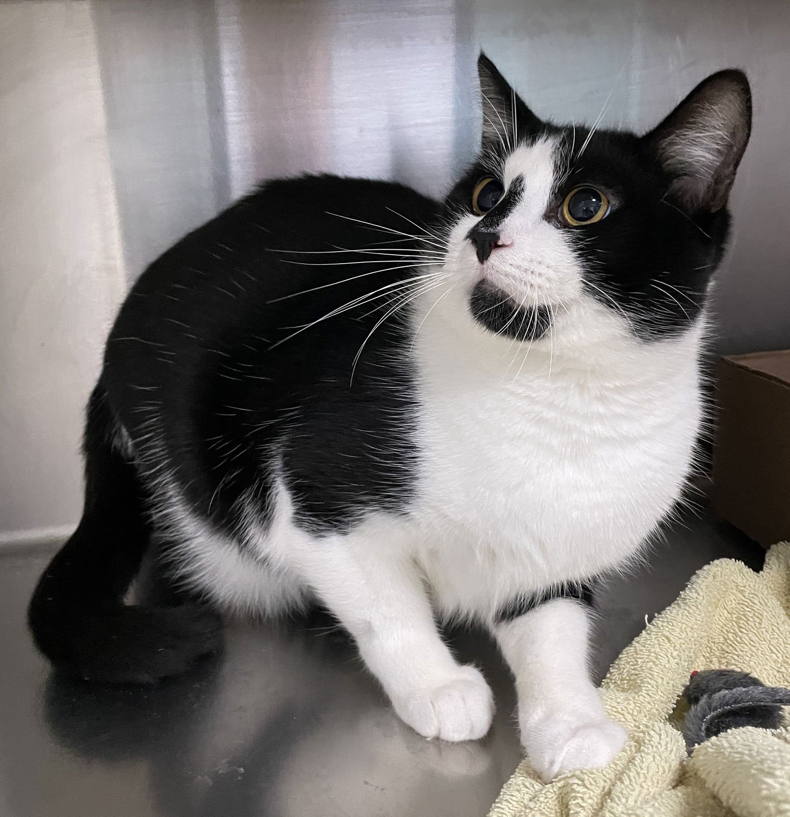 JASON VOORHEES - Domestic Short Hair available for adoption