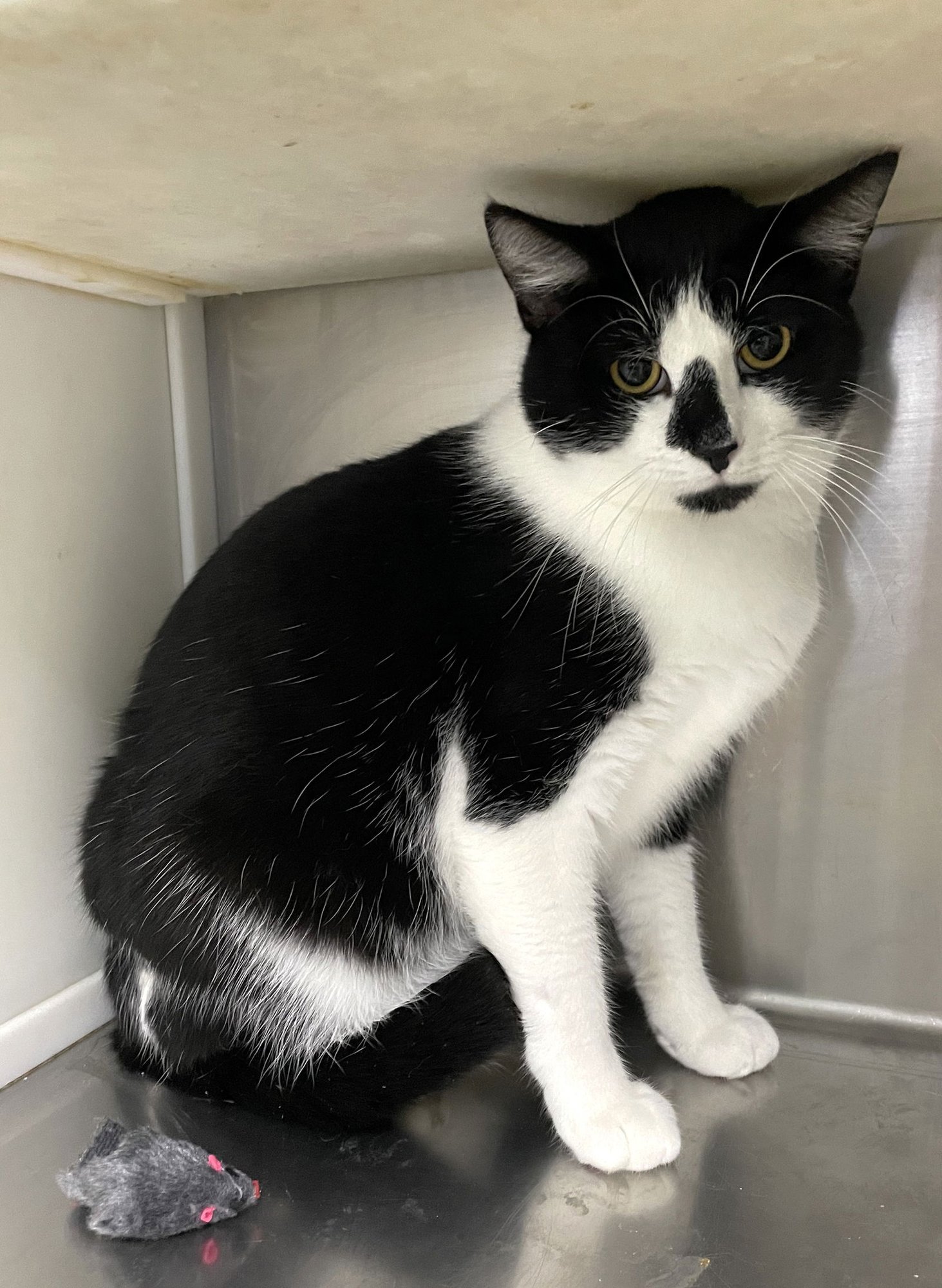 Jason Voorhees - Photo 3